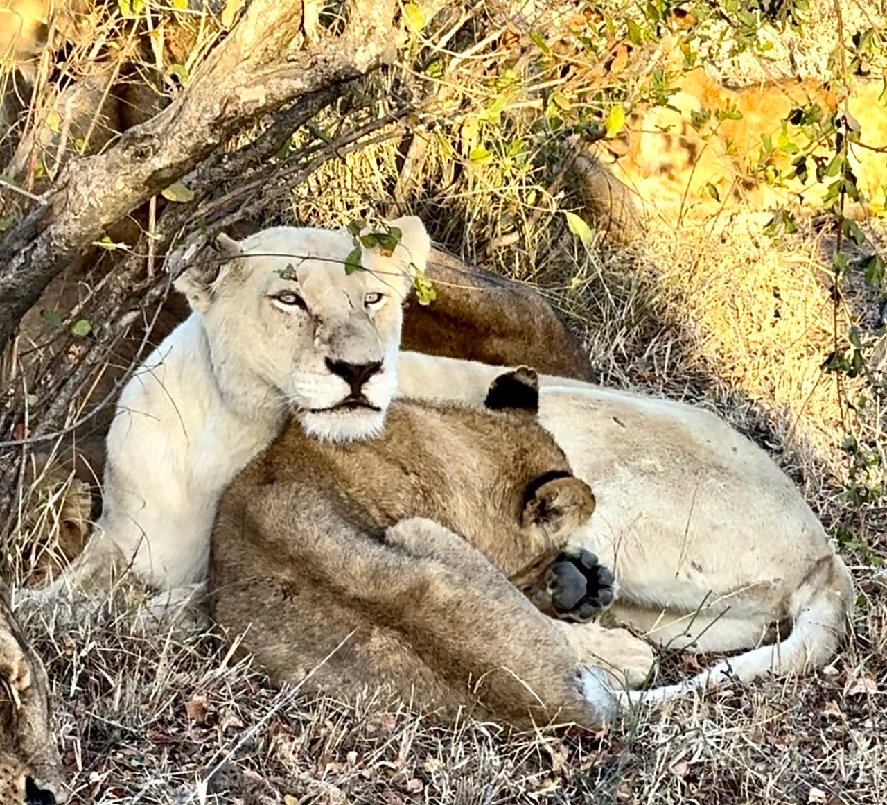 Botswana Okavango Delta water safari