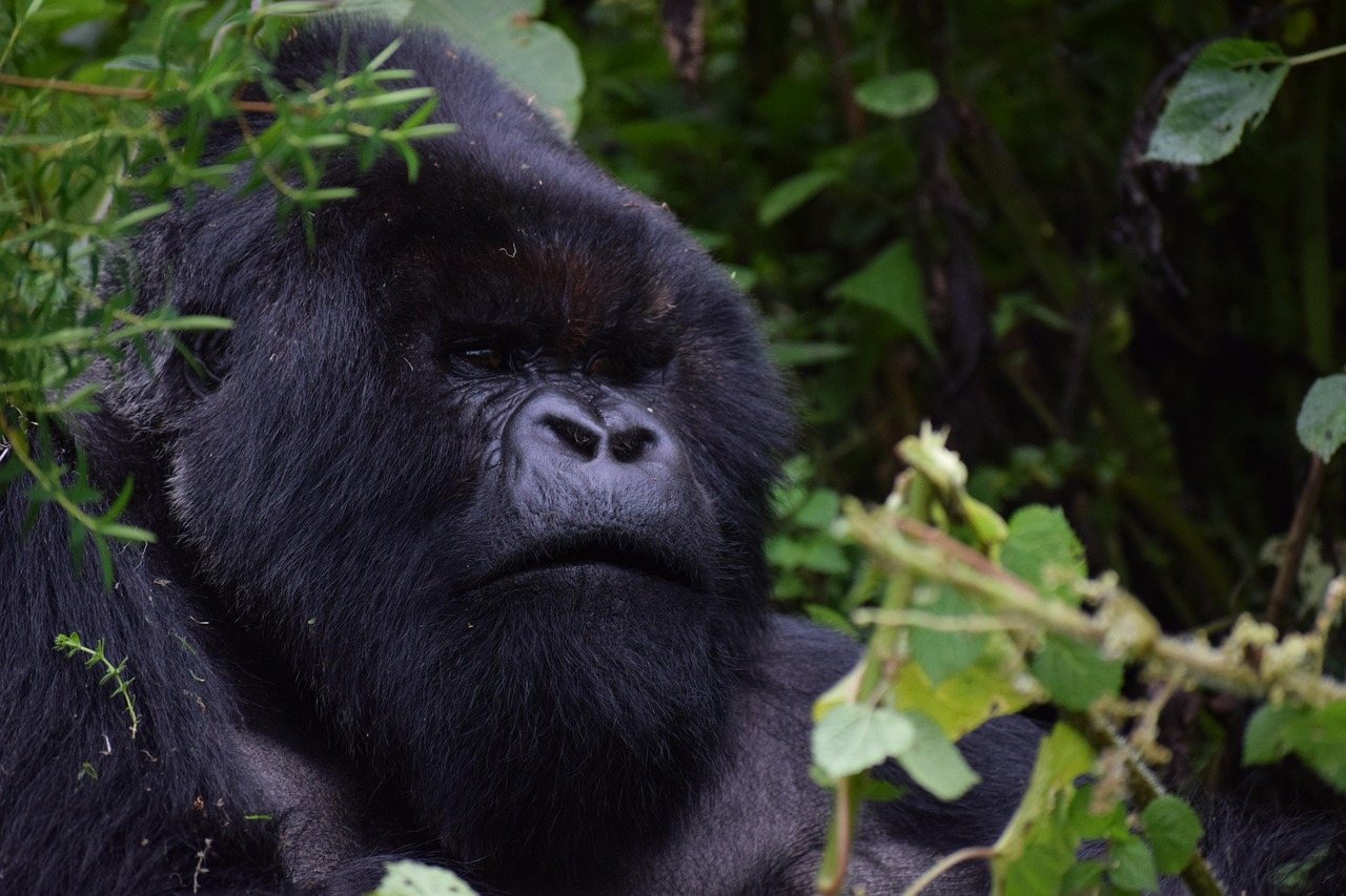 Rwanda Volcanoes National Park mountain gorilla trekking