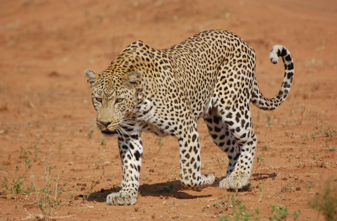 South Africa Kruger Big Five leopard and lion sighting